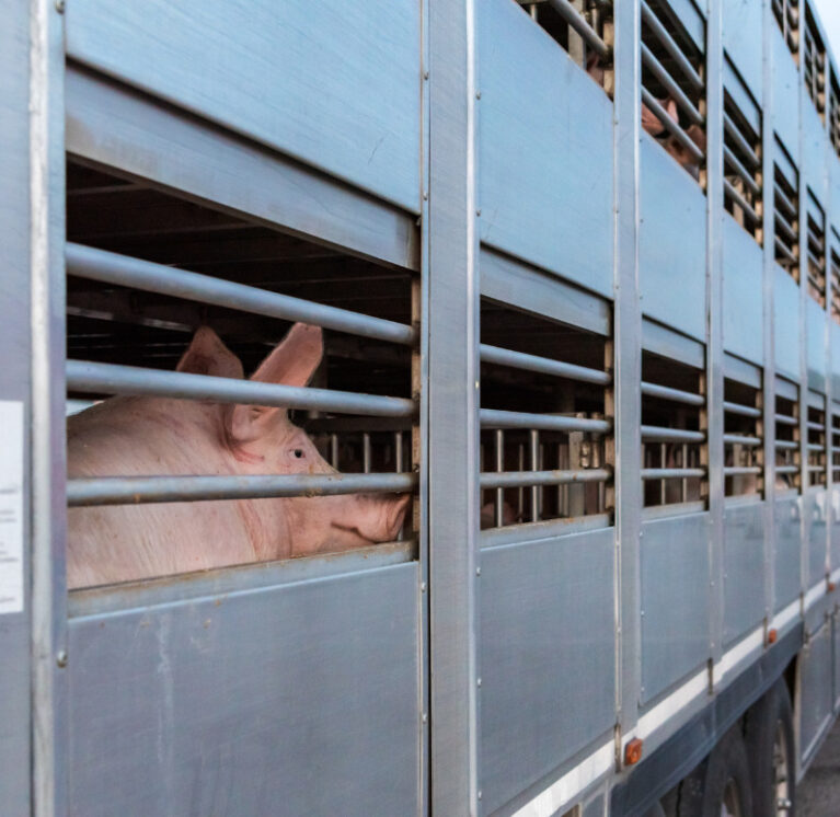 Servicios